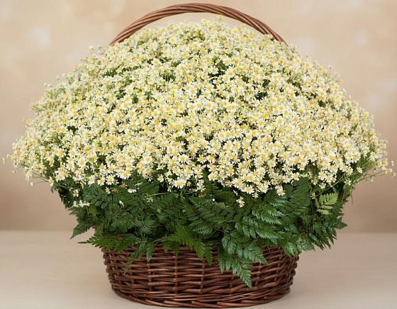 Цветочная композиция из Ромашки в корзине в Домбае